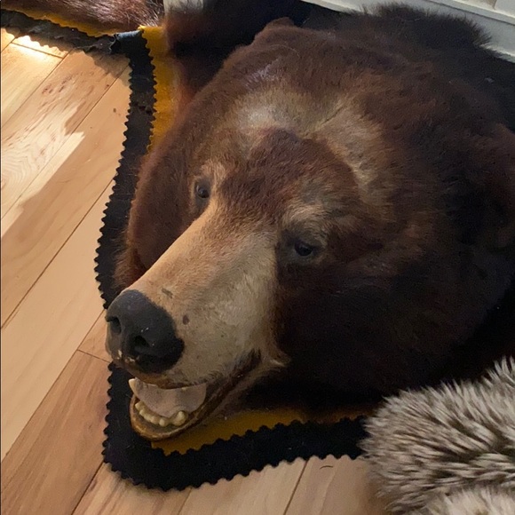 Meet your Posher, Bruce - Picture 1 of 1